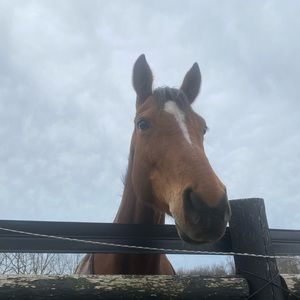 Meet your Posher, Lorelei